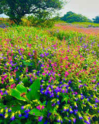 Mahabaleshwar